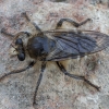 Robber fly - Crobilocerus megilliformis ♀ | Fotografijos autorius : Žilvinas Pūtys | © Macronature.eu | Macro photography web site