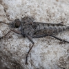 Robber fly - Erax nigrosetosus ♂ | Fotografijos autorius : Žilvinas Pūtys | © Macronature.eu | Macro photography web site