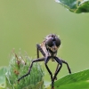 Robber fly - Machimus rusticus | Fotografijos autorius : Agnė Našlėnienė | © Macronature.eu | Macro photography web site