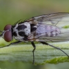 Root-maggot Fly - Anthomyia procellaris ♂ | Fotografijos autorius : Žilvinas Pūtys | © Macronature.eu | Macro photography web site