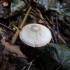 Kvapioji šydabudė - Volvariella murinella? | Fotografijos autorius : Vitalij Drozdov | © Macronature.eu | Macro photography web site