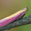 Rosy-striped knot-horn - Oncocera semirubella | Fotografijos autorius : Arūnas Eismantas | © Macronature.eu | Macro photography web site