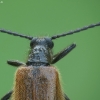 Rough-haired Lagria Beetle - Lagria hirta | Fotografijos autorius : Vidas Brazauskas | © Macronature.eu | Macro photography web site