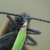 Rough-haired Lagria Beetle - Lagria hirta | Fotografijos autorius : Vidas Brazauskas | © Macronature.eu | Macro photography web site