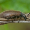 Rough-haired Lagria Beetle - Lagria hirta | Fotografijos autorius : Žilvinas Pūtys | © Macronature.eu | Macro photography web site