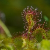 Apskitalapė saulašarė - Drosera rotundifolia | Fotografijos autorius : Dalia Račkauskaitė | © Macronature.eu | Macro photography web site