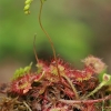 Apskritalapė saulašarė - Drosera rotundifolia | Fotografijos autorius : Gintautas Steiblys | © Macronature.eu | Macro photography web site