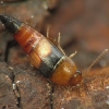 Rove beetle - Tachyporus obtusus | Fotografijos autorius : Vidas Brazauskas | © Macronature.eu | Macro photography web site