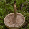 Rudakepurė jaunabudė - Hebeloma mesophaeum | Fotografijos autorius : Žilvinas Pūtys | © Macrogamta.lt | Šis tinklapis priklauso bendruomenei kuri domisi makro fotografija ir fotografuoja gyvąjį makro pasaulį.