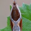 Rudasis ancylis - Ancylis unculana | Fotografijos autorius : Arūnas Eismantas | © Macrogamta.lt | Šis tinklapis priklauso bendruomenei kuri domisi makro fotografija ir fotografuoja gyvąjį makro pasaulį.