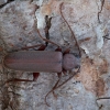 Rudasis gaisrasekis - Arhopalus rusticus | Fotografijos autorius : Žilvinas Pūtys | © Macrogamta.lt | Šis tinklapis priklauso bendruomenei kuri domisi makro fotografija ir fotografuoja gyvąjį makro pasaulį.
