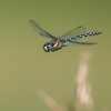 Rudeninis laumžirgis - Aeshna mixta | Fotografijos autorius : Dalia Račkauskaitė | © Macrogamta.lt | Šis tinklapis priklauso bendruomenei kuri domisi makro fotografija ir fotografuoja gyvąjį makro pasaulį.