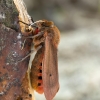 Rudoji meškutė - Phragmatobia fuliginosa  | Fotografijos autorius : Kazimieras Martinaitis | © Macrogamta.lt | Šis tinklapis priklauso bendruomenei kuri domisi makro fotografija ir fotografuoja gyvąjį makro pasaulį.