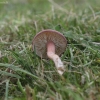 Rožinė balteklė - Calocybe persicolor | Fotografijos autorius : Vytautas Gluoksnis | © Macrogamta.lt | Šis tinklapis priklauso bendruomenei kuri domisi makro fotografija ir fotografuoja gyvąjį makro pasaulį.