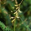 Russian milkvetch - Astragalus falcatus | Fotografijos autorius : Nomeda Vėlavičienė | © Macronature.eu | Macro photography web site