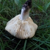 Žvilgioji ūmėdė - Russula cf nitida | Fotografijos autorius : Vitalij Drozdov | © Macrogamta.lt | Šis tinklapis priklauso bendruomenei kuri domisi makro fotografija ir fotografuoja gyvąjį makro pasaulį.