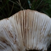 Žvilgioji ūmėdė - Russula cf nitida | Fotografijos autorius : Vitalij Drozdov | © Macrogamta.lt | Šis tinklapis priklauso bendruomenei kuri domisi makro fotografija ir fotografuoja gyvąjį makro pasaulį.