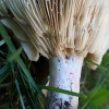 Žvilgioji ūmėdė - Russula cf nitida | Fotografijos autorius : Vitalij Drozdov | © Macrogamta.lt | Šis tinklapis priklauso bendruomenei kuri domisi makro fotografija ir fotografuoja gyvąjį makro pasaulį.