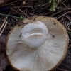 Gumbakotė ūmėdė - Russula clavipes | Fotografijos autorius : Vitalij Drozdov | © Macrogamta.lt | Šis tinklapis priklauso bendruomenei kuri domisi makro fotografija ir fotografuoja gyvąjį makro pasaulį.