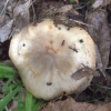 Ūmėdė - Russula recondita  | Fotografijos autorius : Vitalij Drozdov | © Macrogamta.lt | Šis tinklapis priklauso bendruomenei kuri domisi makro fotografija ir fotografuoja gyvąjį makro pasaulį.
