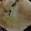 Įvairiaspalvė umėdė - Russula versicolor | Fotografijos autorius : Vitalij Drozdov | © Macrogamta.lt | Šis tinklapis priklauso bendruomenei kuri domisi makro fotografija ir fotografuoja gyvąjį makro pasaulį.