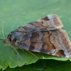 Rusvasis dobilinukas - Euclidia glyphica | Fotografijos autorius : Žilvinas Pūtys | © Macrogamta.lt | Šis tinklapis priklauso bendruomenei kuri domisi makro fotografija ir fotografuoja gyvąjį makro pasaulį.