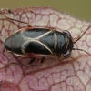 Ryškiakraštė dirvablakė - Geocoris grylloides | Fotografijos autorius : Gintautas Steiblys | © Macrogamta.lt | Šis tinklapis priklauso bendruomenei kuri domisi makro fotografija ir fotografuoja gyvąjį makro pasaulį.