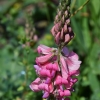 Sėjamasis esparcetas - Onobrychis vicifolia | Fotografijos autorius : Nomeda Vėlavičienė | © Macrogamta.lt | Šis tinklapis priklauso bendruomenei kuri domisi makro fotografija ir fotografuoja gyvąjį makro pasaulį.