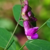 Saldžiašaknis pelėžirnis - Lathyrus niger | Fotografijos autorius : Nomeda Vėlavičienė | © Macrogamta.lt | Šis tinklapis priklauso bendruomenei kuri domisi makro fotografija ir fotografuoja gyvąjį makro pasaulį.