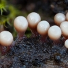 Salmon-eggs - Hemitrichia decipiens ? | Fotografijos autorius : Žilvinas Pūtys | © Macronature.eu | Macro photography web site