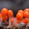 Salmon-eggs - Hemitrichia decipiens | Fotografijos autorius : Žilvinas Pūtys | © Macronature.eu | Macro photography web site