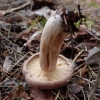 Samaninis piengrybis - Lactarius helvus | Fotografijos autorius : Vitalij Drozdov | © Macrogamta.lt | Šis tinklapis priklauso bendruomenei kuri domisi makro fotografija ir fotografuoja gyvąjį makro pasaulį.