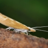 Sausmedinė tamsioji šydinė kandis - Ypsolopha falcella | Fotografijos autorius : Vaida Paznekaitė | © Macrogamta.lt | Šis tinklapis priklauso bendruomenei kuri domisi makro fotografija ir fotografuoja gyvąjį makro pasaulį.