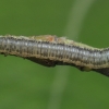 Sawfly - Euura histrio / stenogaster, larva | Fotografijos autorius : Gintautas Steiblys | © Macrogamta.lt | Šis tinklapis priklauso bendruomenei kuri domisi makro fotografija ir fotografuoja gyvąjį makro pasaulį.