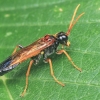 Sawfly - Tenthredo campestris | Fotografijos autorius : Gintautas Steiblys | © Macronature.eu | Macro photography web site