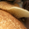 Žvynelinis klumpiaausis - Crepidotus calolepis ? | Fotografijos autorius : Vidas Brazauskas | © Macronature.eu | Macro photography web site