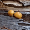 Scalycap - Pholiota limonella | Fotografijos autorius : Vitalij Drozdov | © Macronature.eu | Macro photography web site