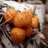 Rudoji skujagalvė - Pholiota limonella | Fotografijos autorius : Vitalij Drozdov | © Macronature.eu | Macro photography web site