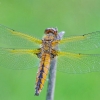 Scarce Chaser - Libellula fulva, female | Fotografijos autorius : Deividas Makavičius | © Macronature.eu | Macro photography web site