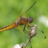 Scarce Chaser - Libellula fulva, female | Fotografijos autorius : Deividas Makavičius | © Macronature.eu | Macro photography web site