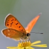 Scarce Copper - Lycaena virgaureae | Fotografijos autorius : Agnė Našlėnienė | © Macronature.eu | Macro photography web site