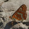 Scarce fritillary - Euphydryas maturna | Fotografijos autorius : Elmaras Duderis | © Macronature.eu | Macro photography web site