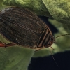 Rudoji vėžiadusė - Acilius canaliculatus ♀ | Fotografijos autorius : Gintautas Steiblys | © Macronature.eu | Macro photography web site