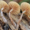 Moss Bell - Galerina sp. | Fotografijos autorius : Gintautas Steiblys | © Macronature.eu | Macro photography web site