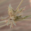 Sedge - Cyperus conglomeratus | Fotografijos autorius : Žilvinas Pūtys | © Macrogamta.lt | Šis tinklapis priklauso bendruomenei kuri domisi makro fotografija ir fotografuoja gyvąjį makro pasaulį.