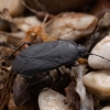 Seed Bug - Lethaeus cribratissimus | Fotografijos autorius : Žilvinas Pūtys | © Macronature.eu | Macro photography web site