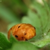 Septyntaškė boružė - Coccinella septempunctata, lėliukė | Fotografijos autorius : Vidas Brazauskas | © Macronature.eu | Macro photography web site