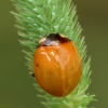Septyntaškė boružė - Coccinella septempunctata | Fotografijos autorius : Vidas Brazauskas | © Macronature.eu | Macro photography web site
