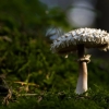 Shaggy Parasol - Chlorophyllum rhacodes | Fotografijos autorius : Irenėjas Urbonavičius | © Macronature.eu | Macro photography web site