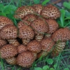 Žvynuotoji skujagalvė - Pholiota squarrosa | Fotografijos autorius : Kęstutis Obelevičius | © Macronature.eu | Macro photography web site